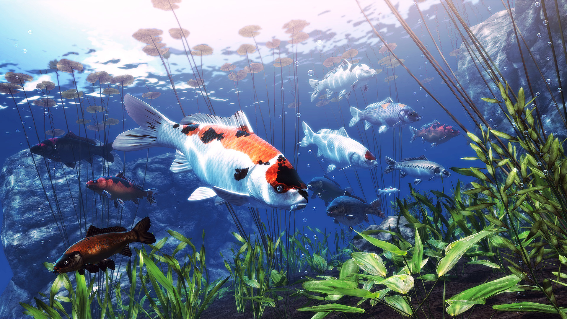 My Koi screenshot