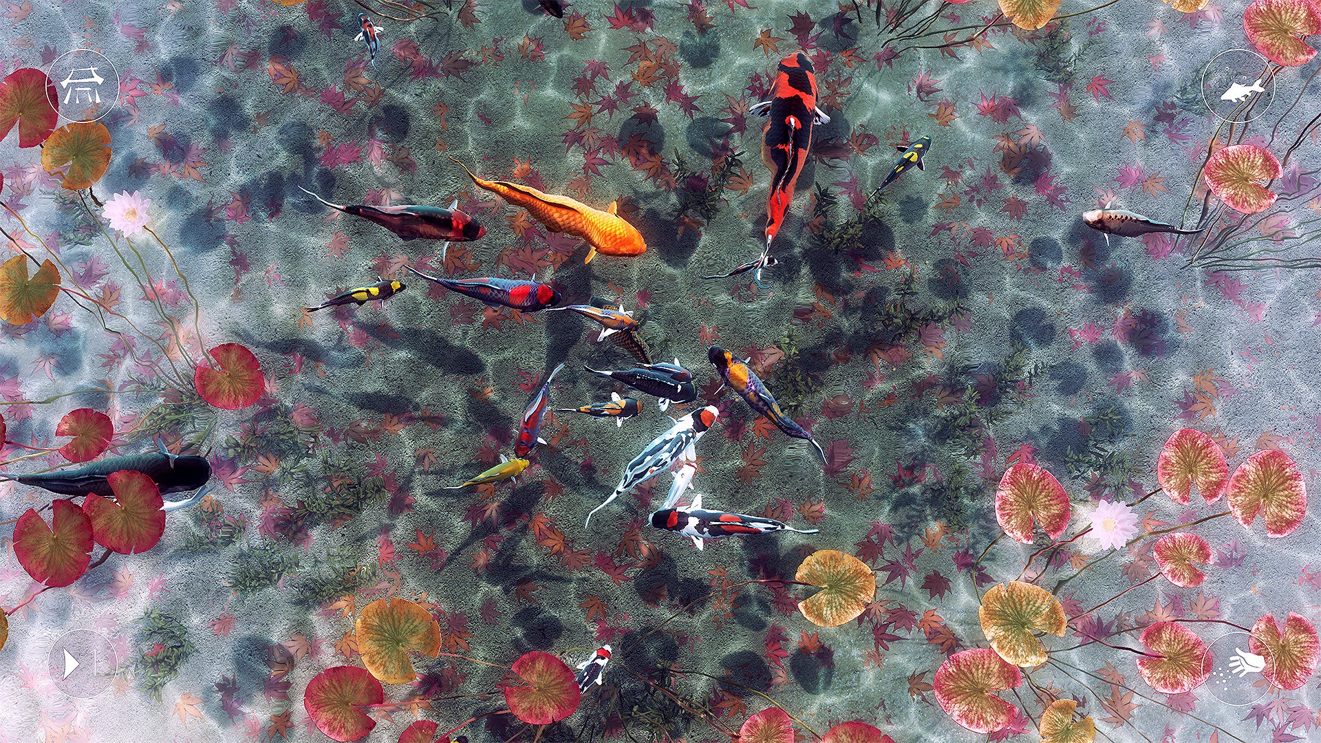 My Koi screenshot